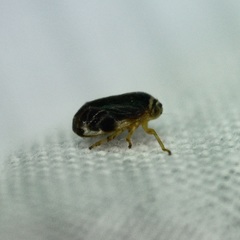 Clastoptera testacea