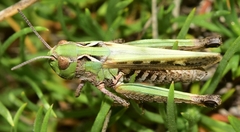 Stenobothrus festivus