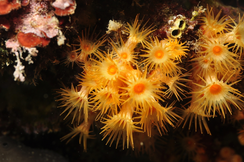 Yellow Cluster Anemone, photo 1 of 10