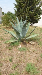 Agave americana