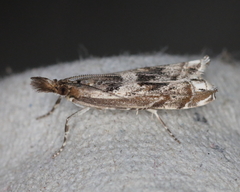 Prionapteryx achatina