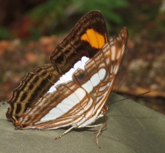 Adelpha iphiclus