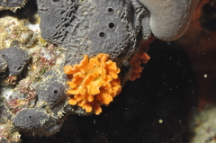 Pentapora
