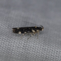 Chionodes bicostomaculella
