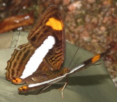Adelpha iphiclus