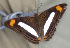 Adelpha iphiclus