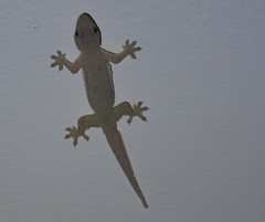 Hemidactylus platyurus