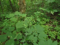 Caulophyllum robustum