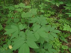 Caulophyllum robustum