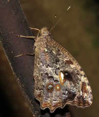Amphidecta calliomma