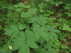 Caulophyllum robustum