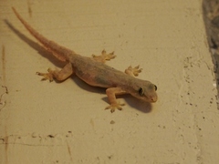Hemidactylus platyurus