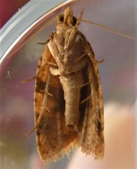 Epitymbia eudrosa