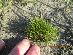 Isolepis cernua cernua