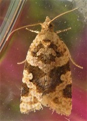 Epitymbia eudrosa