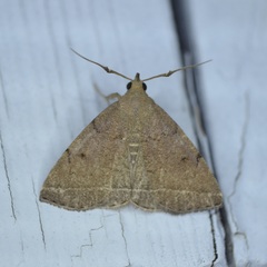 Zanclognatha protumnusalis