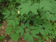 Caulophyllum robustum