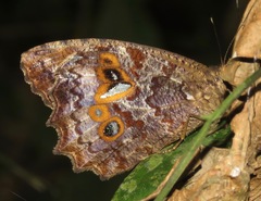 Amphidecta calliomma