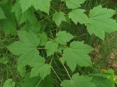 Acer ukurunduense