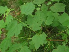 Acer ukurunduense