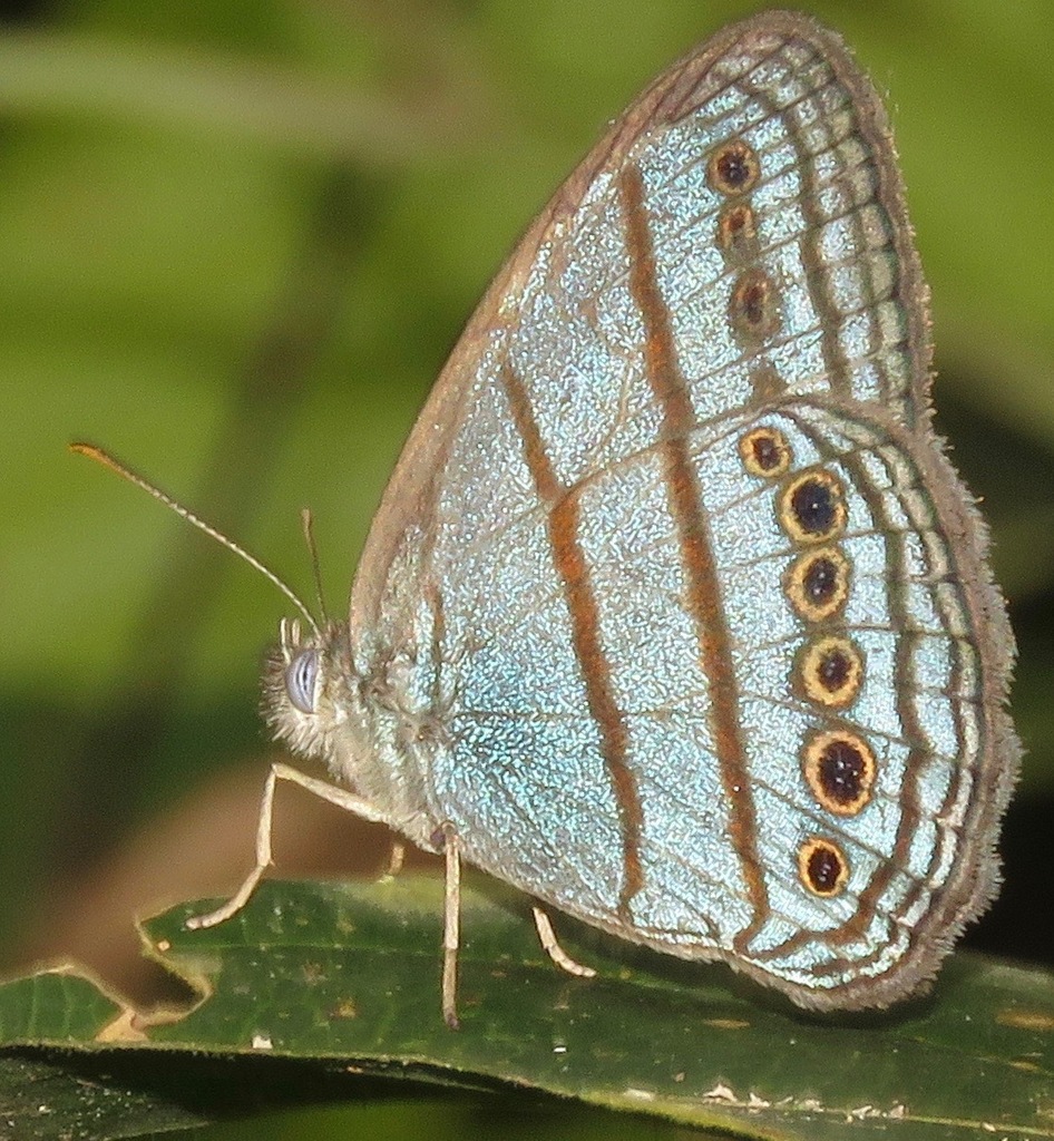 Caeruleuptychia twalela