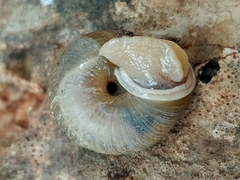 Ashmunella rhyssa