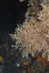 Eudendrium racemosum