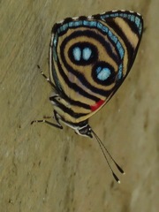 Catagramma hystaspes