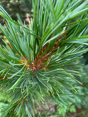 Pinus cembra