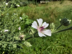 Althaea taurinensis
