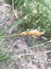 Divisae