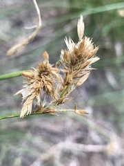 Divisae