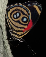 Catagramma hystaspes