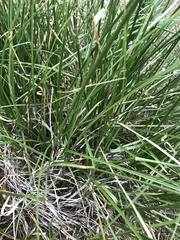Divisae