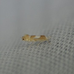 Phyllonorycter fitchella