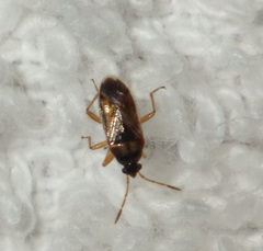 Lasiosomus enervis