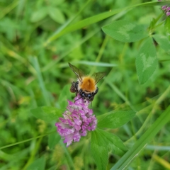 Bombus pascuorum