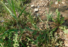 Lactuca tatarica