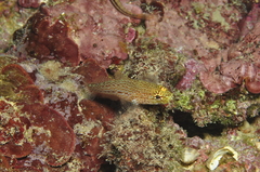 Gobius