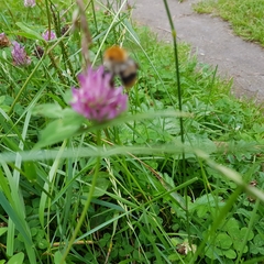 Bombus pascuorum