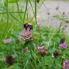 Bombus pascuorum