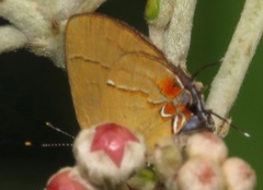 Calycopis atnius