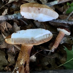 Tylopilus ferrugineus