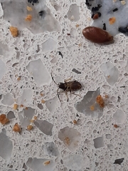 Rhyparochromus vulgaris