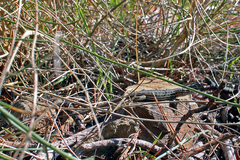 Psammodromus hispanicus