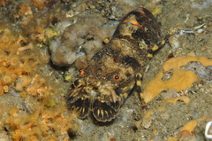 Scyllarus arctus