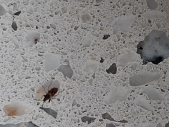 Rhyparochromus vulgaris