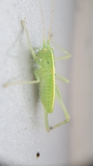 Meconema meridionale