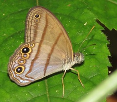 Amiga arnaca