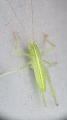 Meconema meridionale